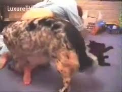 An amateur reclines while her dog licks her heart-pounding cat.